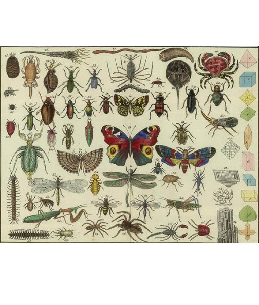 Animals/Birds/Fish/Insects Archives Katipatch Patchwork & Quilting