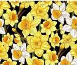 Flower Market - Daffodills